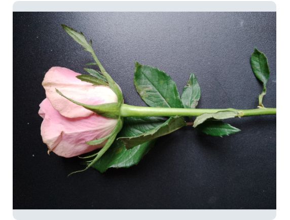 unspoken feelings

- clara