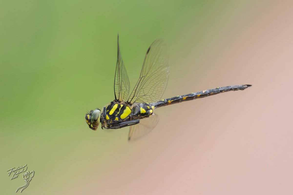 イカリモンハンミョウ 標本 残りわずか イカリモンハンミョウ 標本