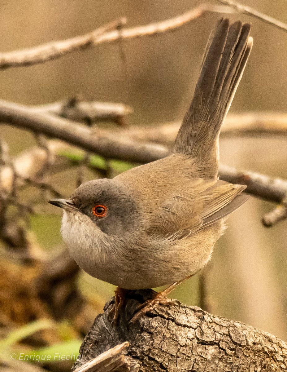 Curruca cabecinegra (Curruca melanocephala), en su habitual postura. Parque Regional del Sureste, Madrid, España, Mayo 2025. Feliz semana.
Orden: Passeriformes 
Familia: Sylviidae 
#BirdsSeenIn2025 #nikon #tamron #wildlifespain #pajareando #aves #birds #ornitologia #birdslovers