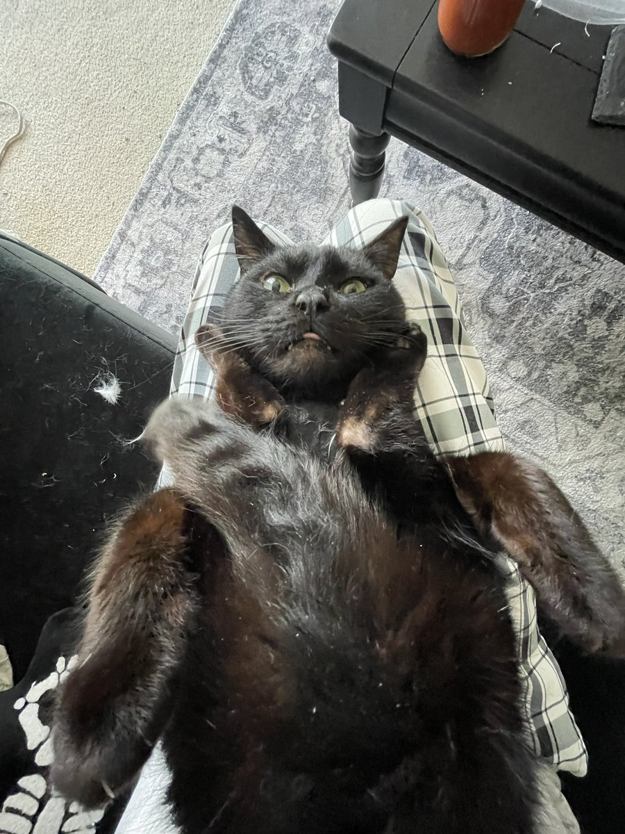 uniscaur's tweet photo. he’s so stupid i love him https://t.co/cH2DuQl8da
