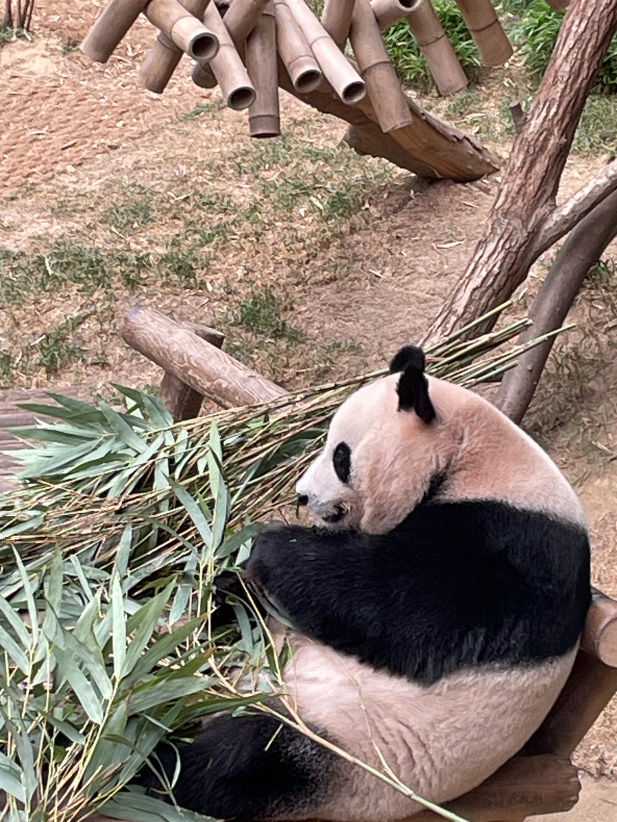 fedfan827's tweet photo. When I visited the Korean pandas 1 year ago: Ai Bao, Hui Bao, Rui Bao, Le Bao 🥰 https://t.co/2KrF3DIH4m