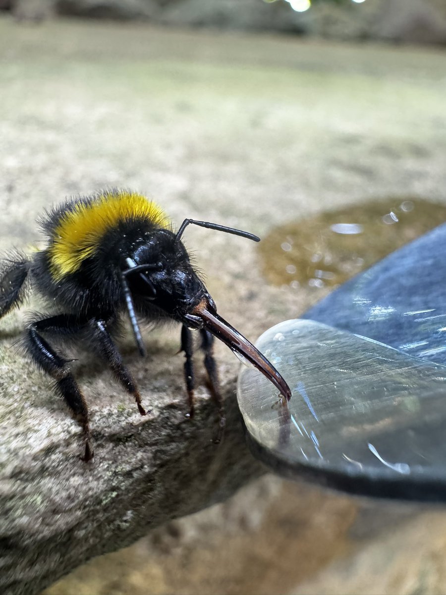 Just another day helping out a little friend

#nature #bee #amazing