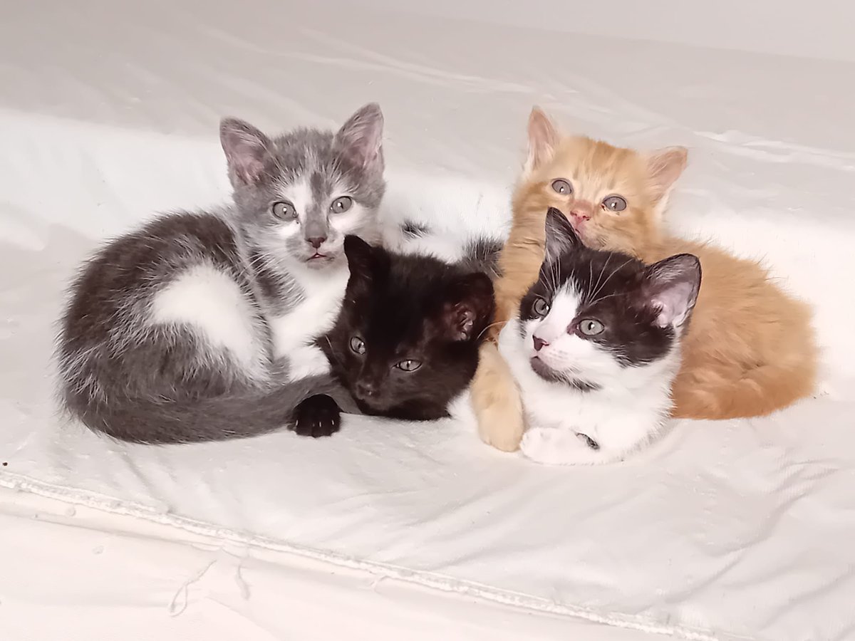 Hola! Hace 7 semanas recogieron a nuestra mamá de la calle y aquí estamos nosotros, listos para buscar una forever home✨
Ya comemos pienso y vamos al arenero.

Contacto x Insta: 
@ ITSILVER_G
Estamos en Madrid pero puedes llevarnos a tu hogar!

Comparte y nos echas una patita✨