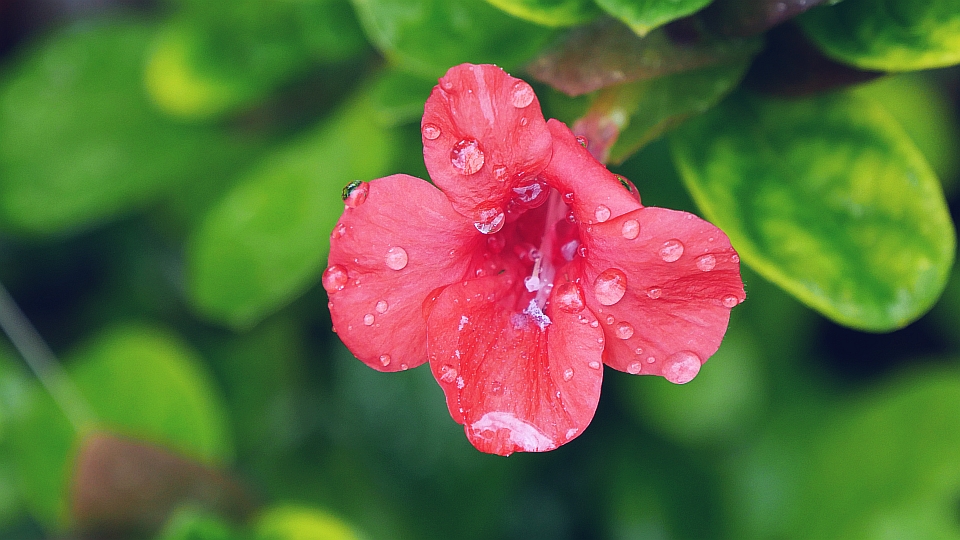 ご近所さんのお庭の小さな草花