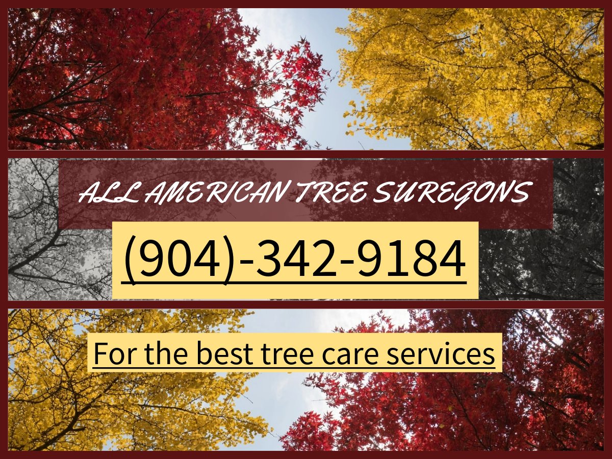TreeShane's tweet image. ARE YOU PREPARED FOR THE STORM? It's time to trim your trees and clear out that debris from your yard! Call us today @ 904-342-9184 or visit allamericantreesurgeons.com for: STORM DAMAGE CLEAN UP; UP-ROOTS; TREE IN ROOF REMOVAL, TREE TRIMMING, REMOVAL, DEBRIS HAULING AND MORE.