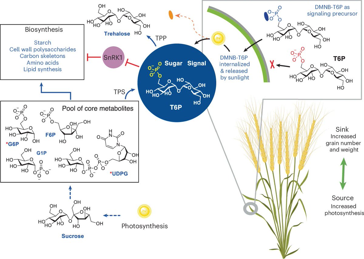 Ajwal Dsouza (@dsouzaajwal) on Twitter photo Spraying a sugar signalling compound increases wheat yield
A novel and eco-friendly technology to sustainably improve yields of staple cereals.
<a href="/NatureBiotech/">Nature Biotechnology</a>
š§µĀ 1/6 Spraying a sugar signalling compound increases wheat yield
A novel and eco-friendly technology to sustainably improve yields of staple cereals.
<a href="/NatureBiotech/">Nature Biotechnology</a>
š§µĀ 1/6