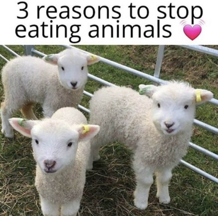 Vegan Future (@veganfuture) on Twitter photo 