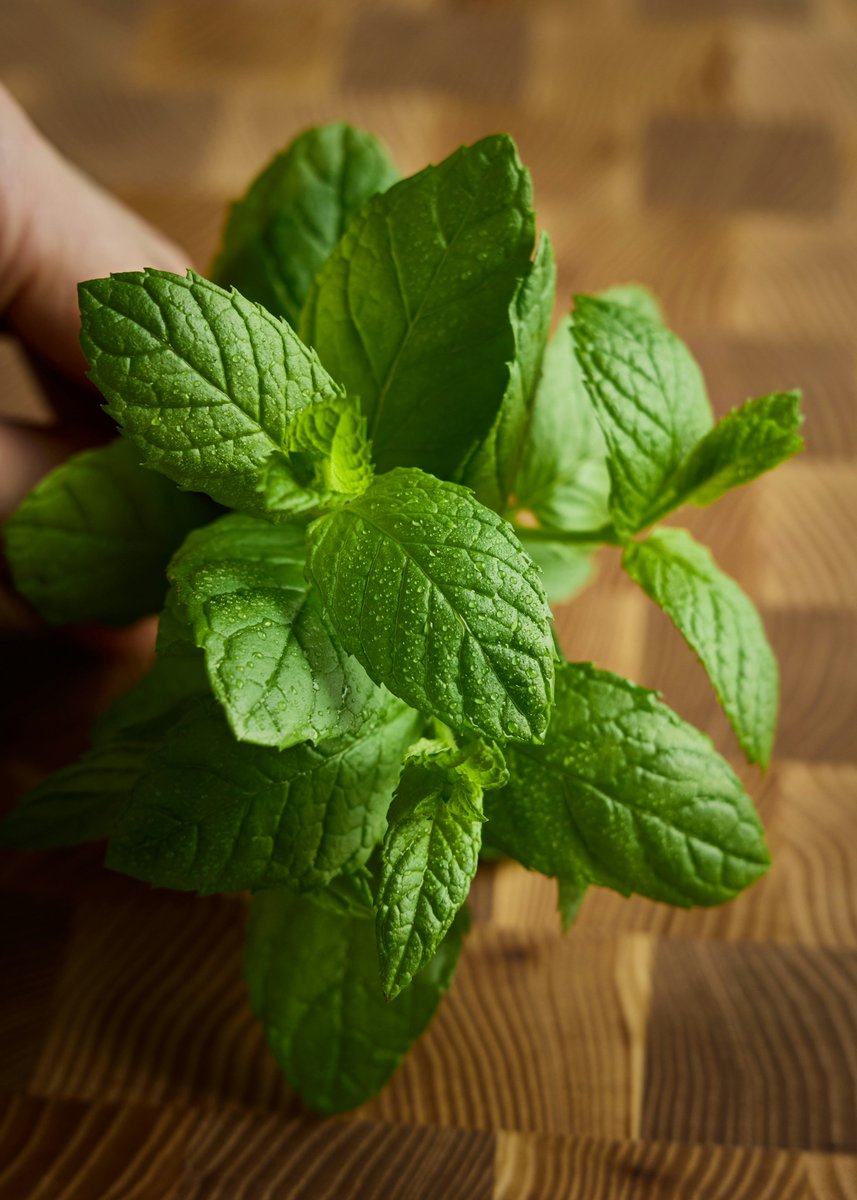 GrowYourBrains's tweet image. Did you know?
Mint can act as a natural pain reliever. It may reduce headaches, muscle tension, and minor aches while also improving your mood and keeping your breath fresh throughout the day.
#DidYouKnow #FunFacts