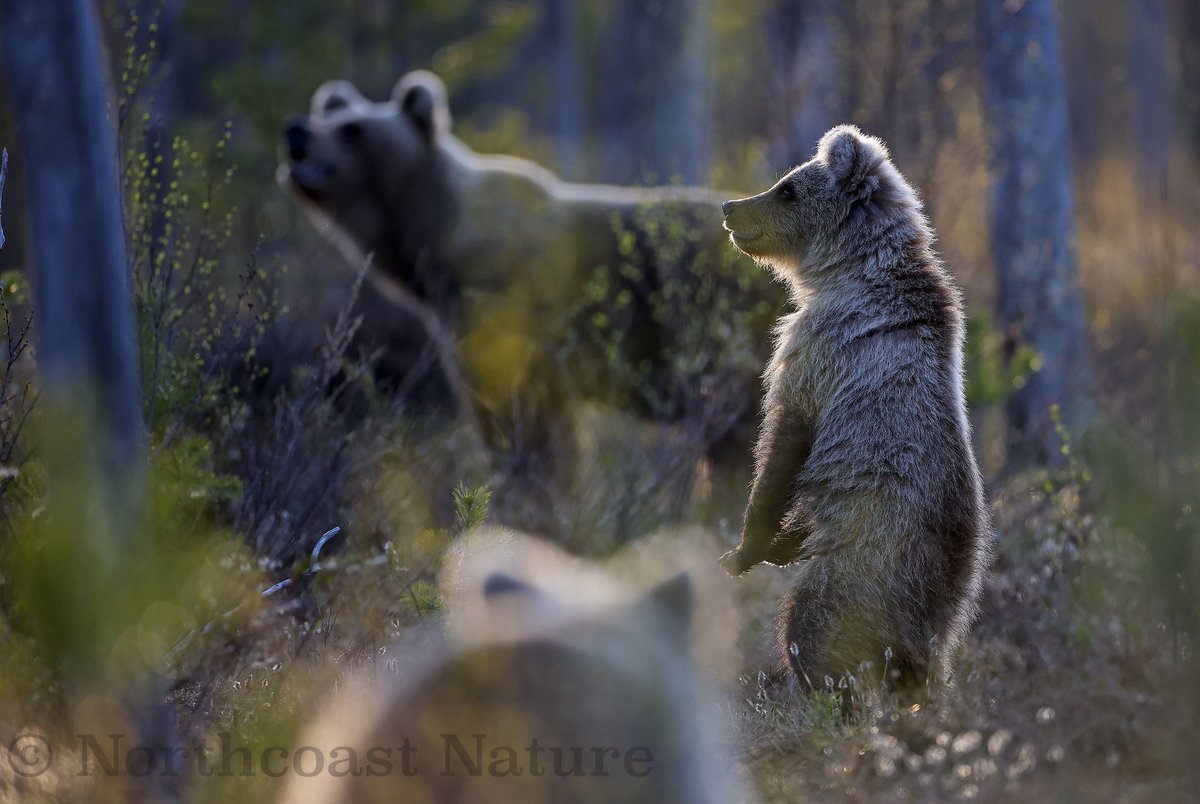 European Brown Bears. NE Finland. <a href="/JakkiMoores/">Jakki Moores 📸</a> <a href="/McginnNicole/">Nicole</a> <a href="/anneguichard/">Anne Guichard</a> <a href="/mcaleese_anne/">YpamAnnie</a> <a href="/CanonUKandIE/">Canon UK and Ireland</a> <a href="/barrabest/">Barra Best</a> <a href="/VeighDermot/">dermot Mc Veigh</a> <a href="/EddieMc1981/">Edward McGuigan</a> <a href="/frances_black/">Frances Black</a>
