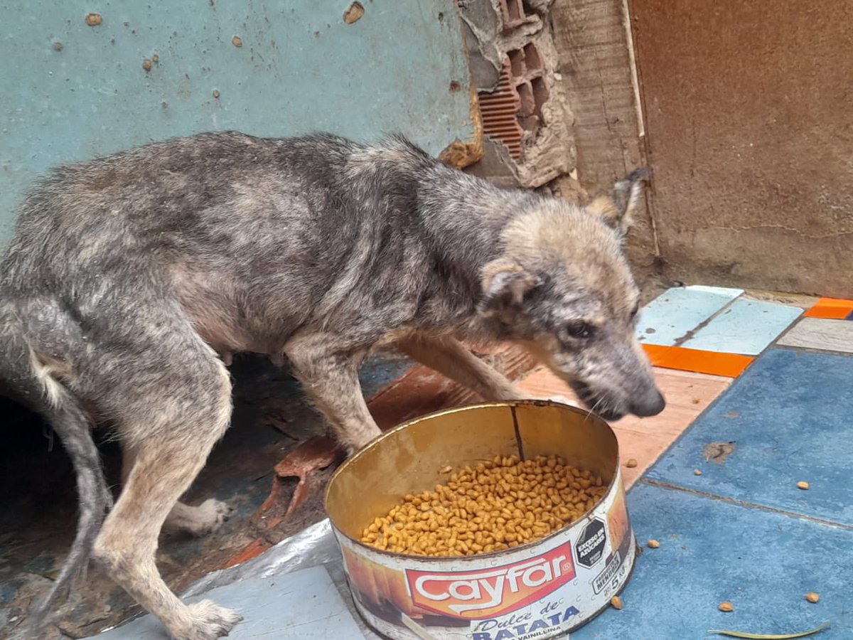 Organización Mi Fiel Amigo tweet media