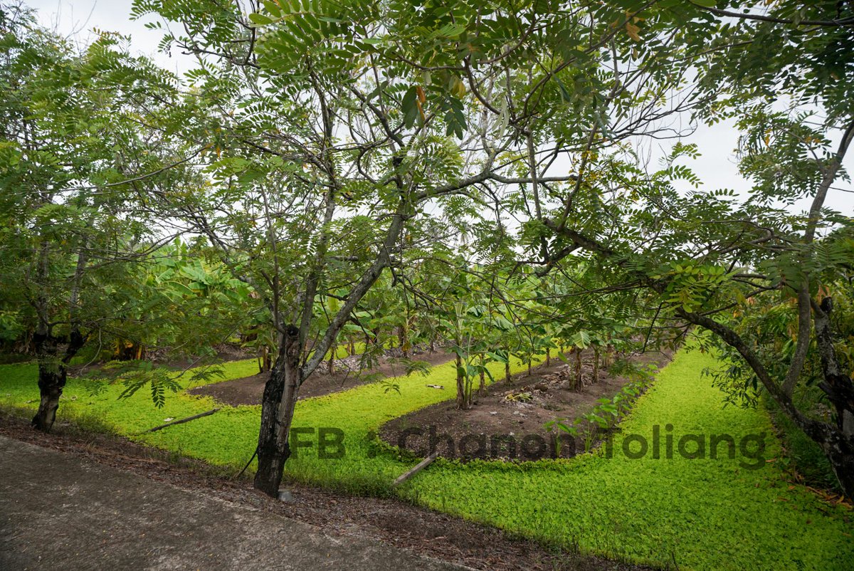 Tor Chanon 🐝 tweet media