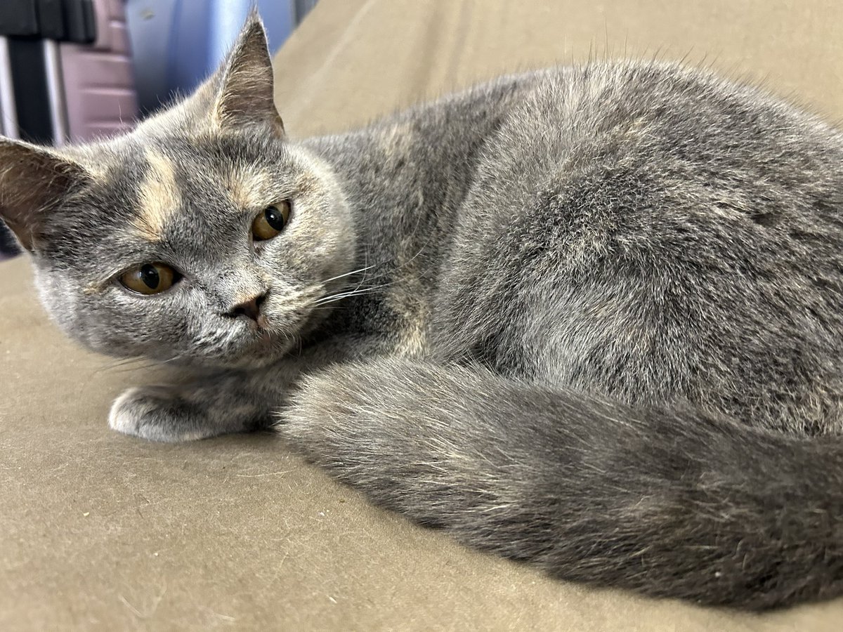 Mi último día con mis gatitos adiós michis