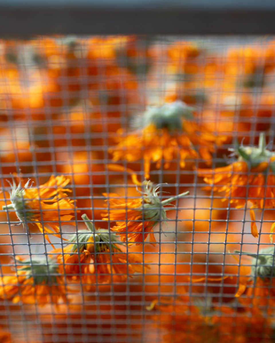 🧡 Aquests dies hem estat assecant els llevamans que hem recollit de la finca. Aquest procés dura uns tres dies i, un cop acabat, passem a emmagatzemar-lo.

L'emprem per a les infusions Digestiva i Dona.

#elNostreMoment #testim #infusions
