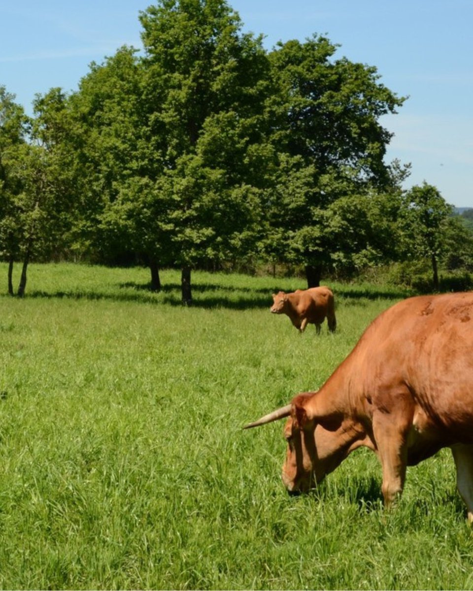 🌿 Alimentación tradicional, sabor auténtico.

Nuestro ganado se alimenta de forrajes y concentrados de origen vegetal. Los terneros de #TerneraGallegaSuprema se crían con una dieta basada, además, en leche materna durante sus primeros 7 meses.