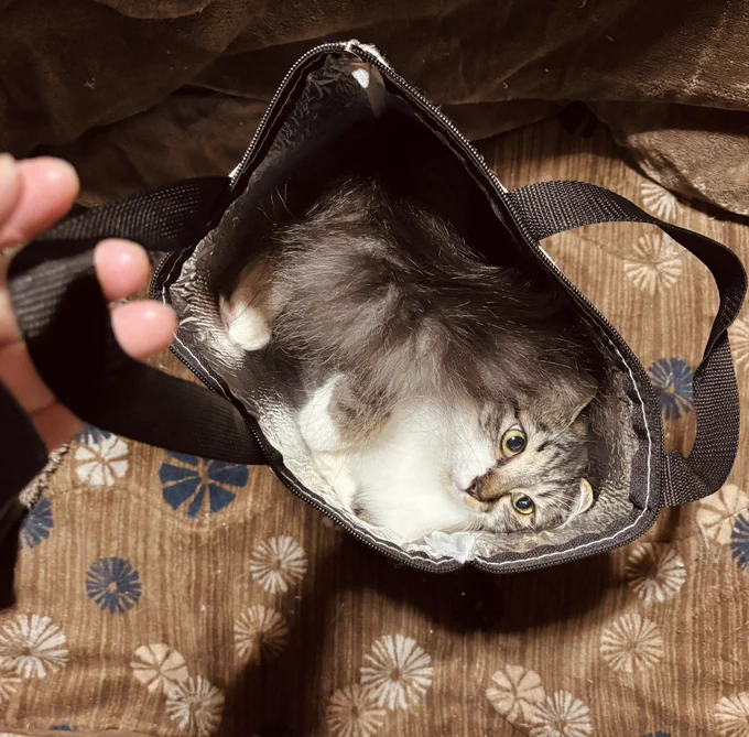 保冷バックイン猫しとる #今日の猫 