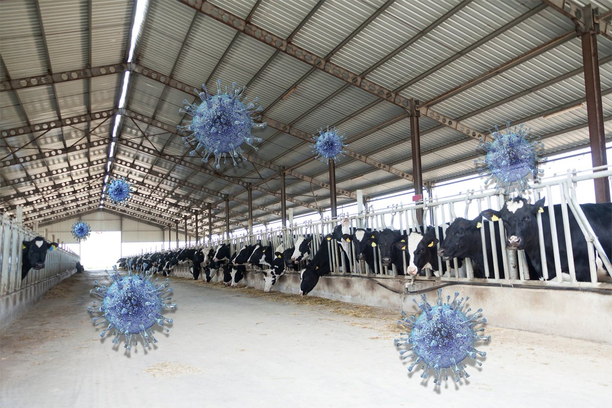 It begins, as it often does, with the quiet. 
The cows are calm. The routine is sacred. 
And yet, something unseen.
Something ancient, adaptable, and alarmingly fast – viruses...

A powerful reminder of rising threats in the sector. 
🦠 ow.ly/mJnR50VYIQF

#Viruses #Dairy