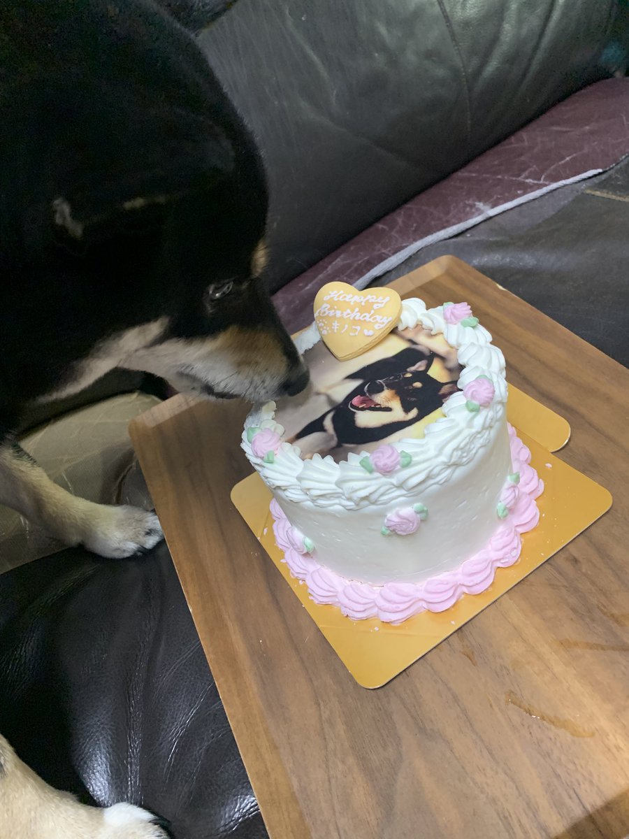 mameshibakinoko's tweet photo. きのこ5歳の誕生日🎂
おめでとう🎊 https://t.co/VRoxcFadJ8