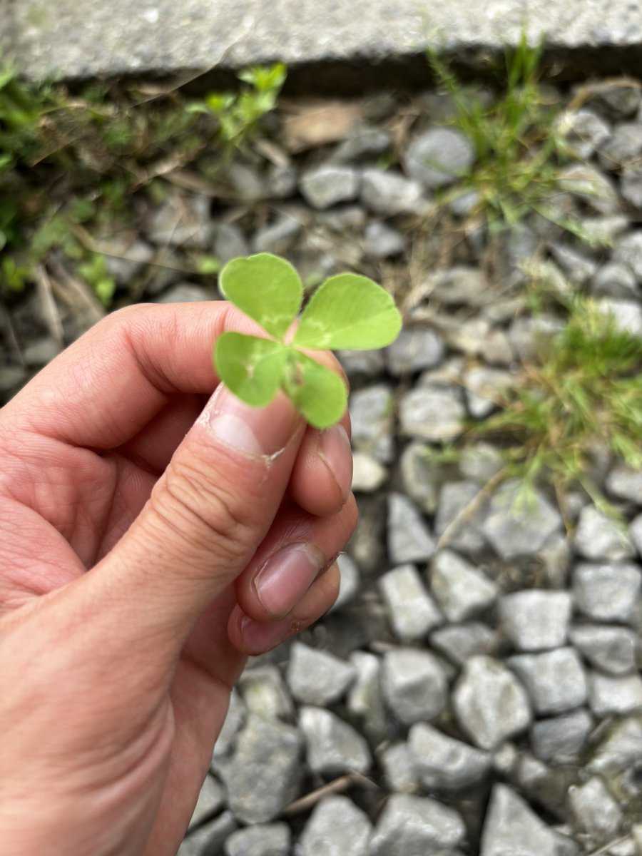 Kouyou901's tweet photo. 幸せが訪れた🍀 https://t.co/iyH71Bpn7c