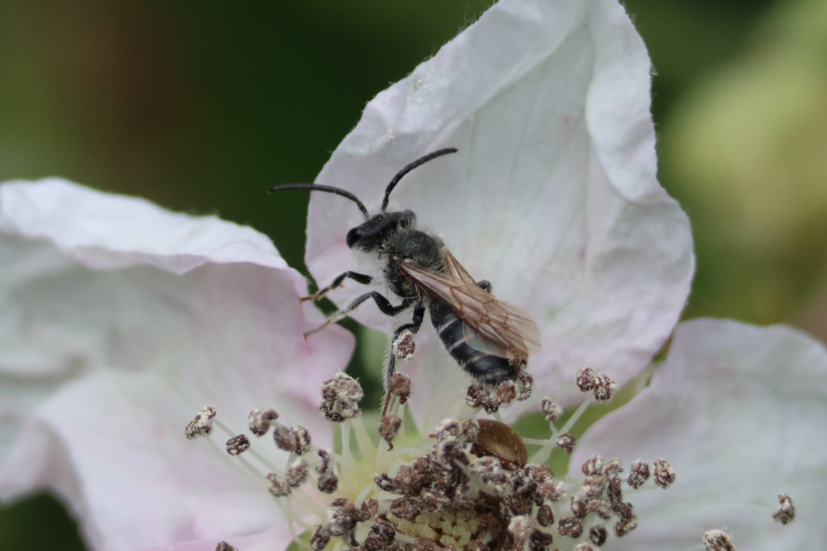 Ruth Newby (@ruth_newby) on Twitter photo An interesting Andrena sp. seen nectaring on Bramble at <a href="/ladywalk_nr/">Ladywalk NR</a> yesterday. Closest I can get is male Andrena tarsata (Tormentil Mining Bee) as it seems to have the characteristic orange tibia. Would welcome your opinion <a href="/StevenFalk1/">Steven Falk</a> An interesting Andrena sp. seen nectaring on Bramble at <a href="/ladywalk_nr/">Ladywalk NR</a> yesterday. Closest I can get is male Andrena tarsata (Tormentil Mining Bee) as it seems to have the characteristic orange tibia. Would welcome your opinion <a href="/StevenFalk1/">Steven Falk</a>