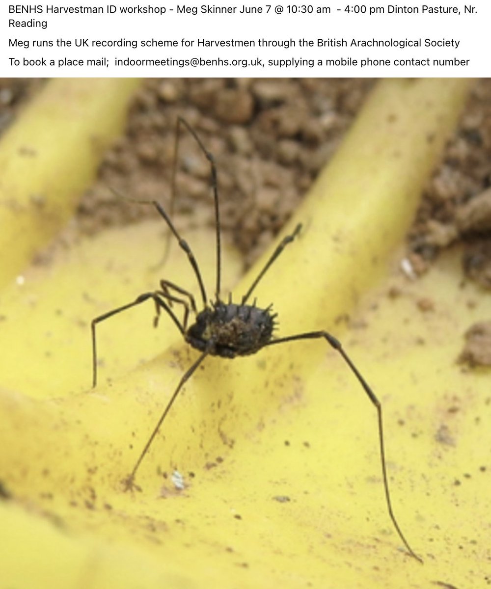 Bookings are going well so don't miss out on the BENHS Harvestman workshop with Meg Skinner and her new test British key to ID them . . .

To book: mail indoormeetings@benhs.org.uk providing a mobile contact number.