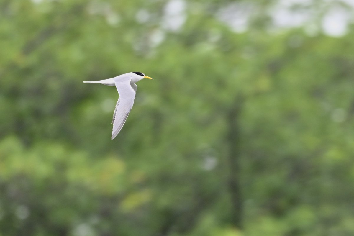 birdwatching283's tweet photo. コアジ、２羽が飛んでおった。
時々飛び込んで、刺身を作っておった。
さすが鯵刺。平和な平日の午後。
#野鳥 #社会人 #サークル #バードウォッチング #友達作り #趣味 #鳥活 #コアジサシ #水元公園 https://t.co/mk7gLleJCu