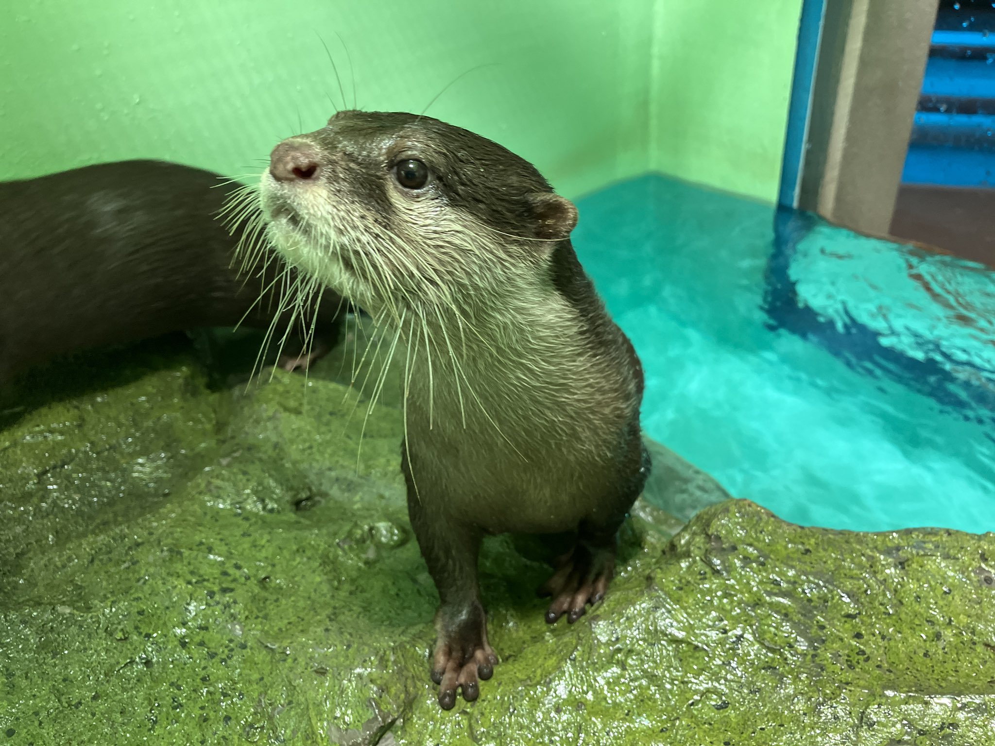 カワウソ ZIPPERBITE Otter ジッパーバイト カワウソ | ドリームズ公式