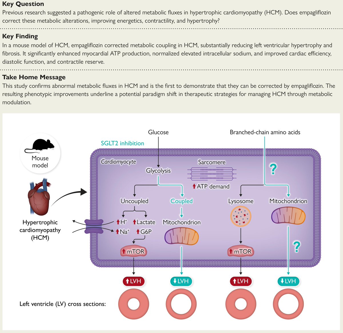 European Society of Cardiology Journals (@esc_journals) on Twitter photo Empagliflozin enhances metabolic efficiency and improves left ventricular hypertrophy in a hypertrophic cardiomyopathy mouse model. Read more in #EHJ 👉 ow.ly/ZVXw50VYGmp
<a href="/RoccoMontone/">Rocco Montone</a> <a href="/ehj_ed/">EHJ Editor-in-Chief</a> Empagliflozin enhances metabolic efficiency and improves left ventricular hypertrophy in a hypertrophic cardiomyopathy mouse model. Read more in #EHJ 👉 ow.ly/ZVXw50VYGmp
<a href="/RoccoMontone/">Rocco Montone</a> <a href="/ehj_ed/">EHJ Editor-in-Chief</a>