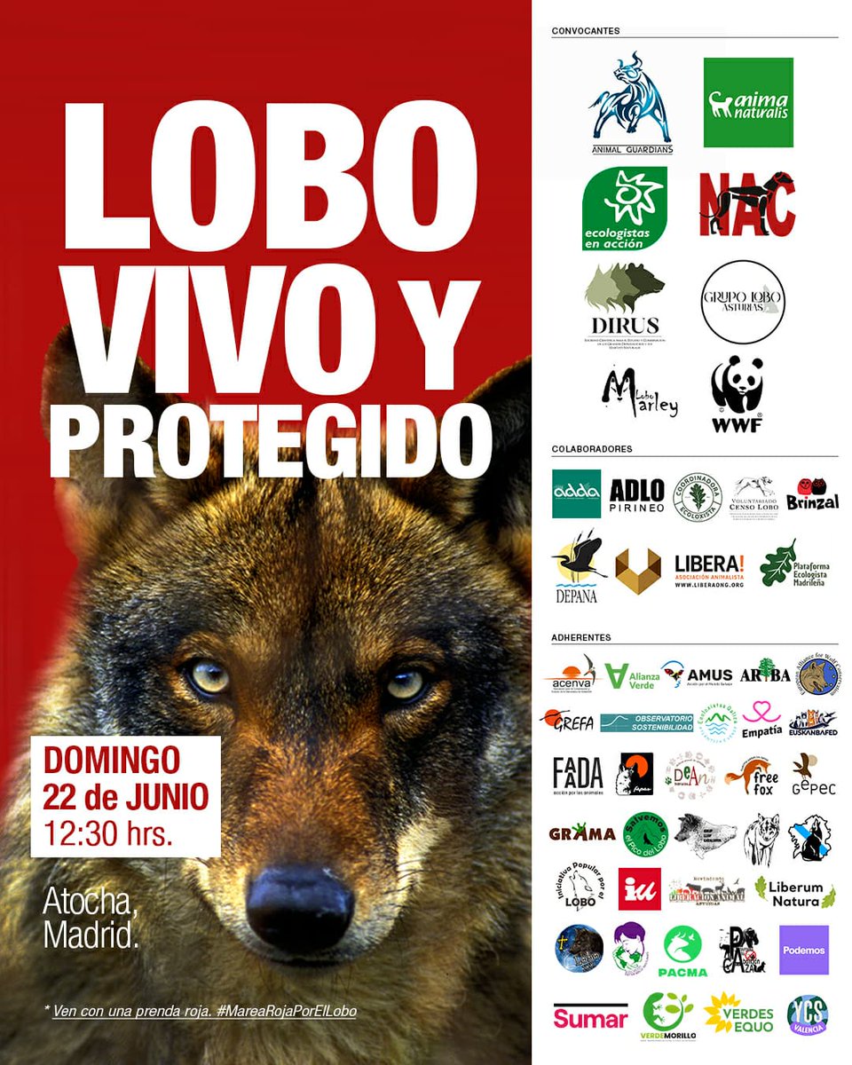 Theo Oberhuber (@theooberhuber) on Twitter photo El 22 de junio miles de personas saldremos a las calles de Madrid para protestar contra las matanzas de lobos y reclamar su protección.
Si tu organización quiere apoyar esta manifestación escribe a manilobo2025@gmail.com
#ManifestaciónLobo El 22 de junio miles de personas saldremos a las calles de Madrid para protestar contra las matanzas de lobos y reclamar su protección.
Si tu organización quiere apoyar esta manifestación escribe a manilobo2025@gmail.com
#ManifestaciónLobo