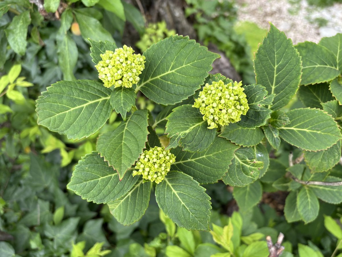 2歳の甥っ子に「アジサイの赤ちゃんだよ」と伝えた。