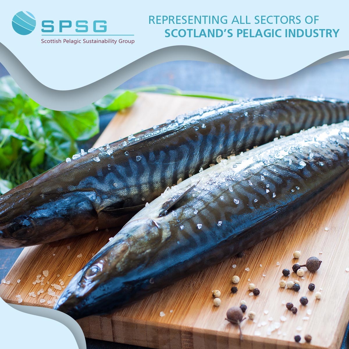 The strategic location of processing facilities in the north-east of Scotland and Shetland means they are often only a few hours sailing time from the main mackerel and herring fishing grounds, ensuring excellent catch quality

spsg.co.uk

#scotland #shetland
