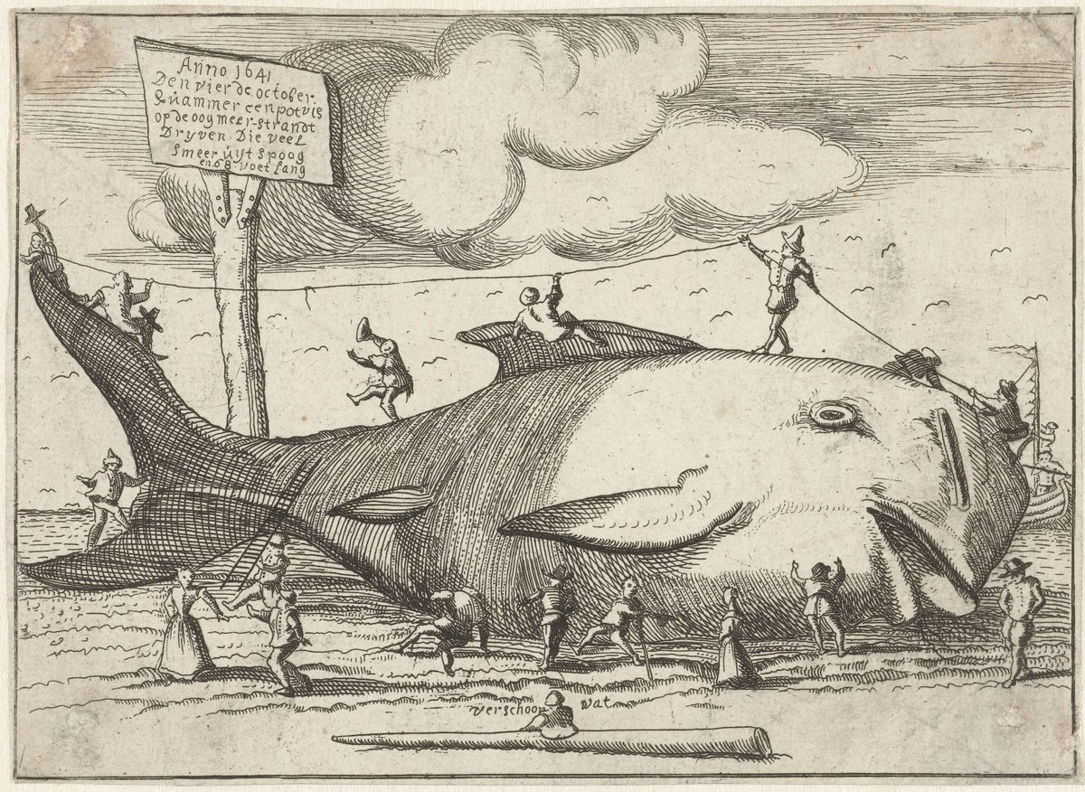 🐳Elke maand plaatsen we een bijzonder archiefstuk uit onze collectie in de schijnwerpers. Deze keer: een verslag van de vondst van een walvisgeraamte bij Lutjewinkel in 1654. 

Tijdens graafwerkzaamheden ten oosten van Lutjewinkel (midden in Noord-Holland) stuitten arbeiders in