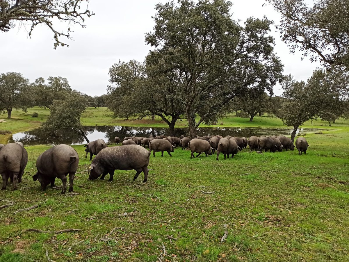 CITA Aragón (@citaaragon) on Twitter photo 🔊 XXI Jornadas sobre Producción Animal <a href="/AIDA_ITEA/">Asoc. Interprofesional para el Desarrollo Agrario</a>
📅 3 y 4 de junio en la <a href="/FVeterinariaUZ/">FacVeterinariaUNIZAR</a>
🔗Más información cita-aragon.es/comienzan-las-…
<a href="/GobAragon/">Gobierno de Aragón</a> 🔊 XXI Jornadas sobre Producción Animal <a href="/AIDA_ITEA/">Asoc. Interprofesional para el Desarrollo Agrario</a>
📅 3 y 4 de junio en la <a href="/FVeterinariaUZ/">FacVeterinariaUNIZAR</a>
🔗Más información cita-aragon.es/comienzan-las-…
<a href="/GobAragon/">Gobierno de Aragón</a>