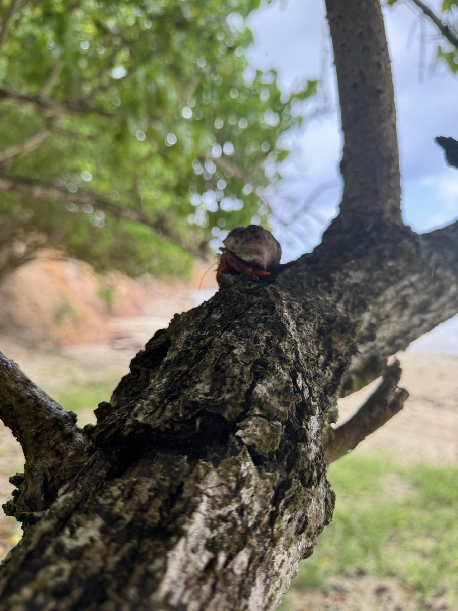 Countess Bathurst tweet media