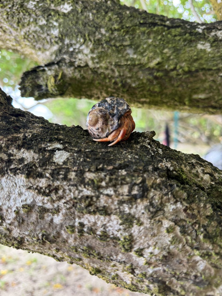 Countess Bathurst tweet media