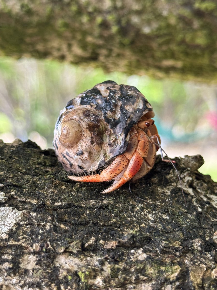 Countess Bathurst tweet media