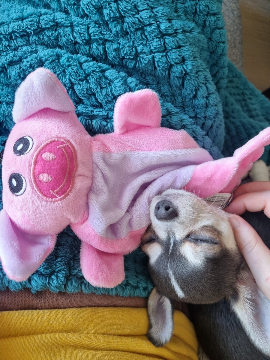 hanny 🐴🍝 tweet media