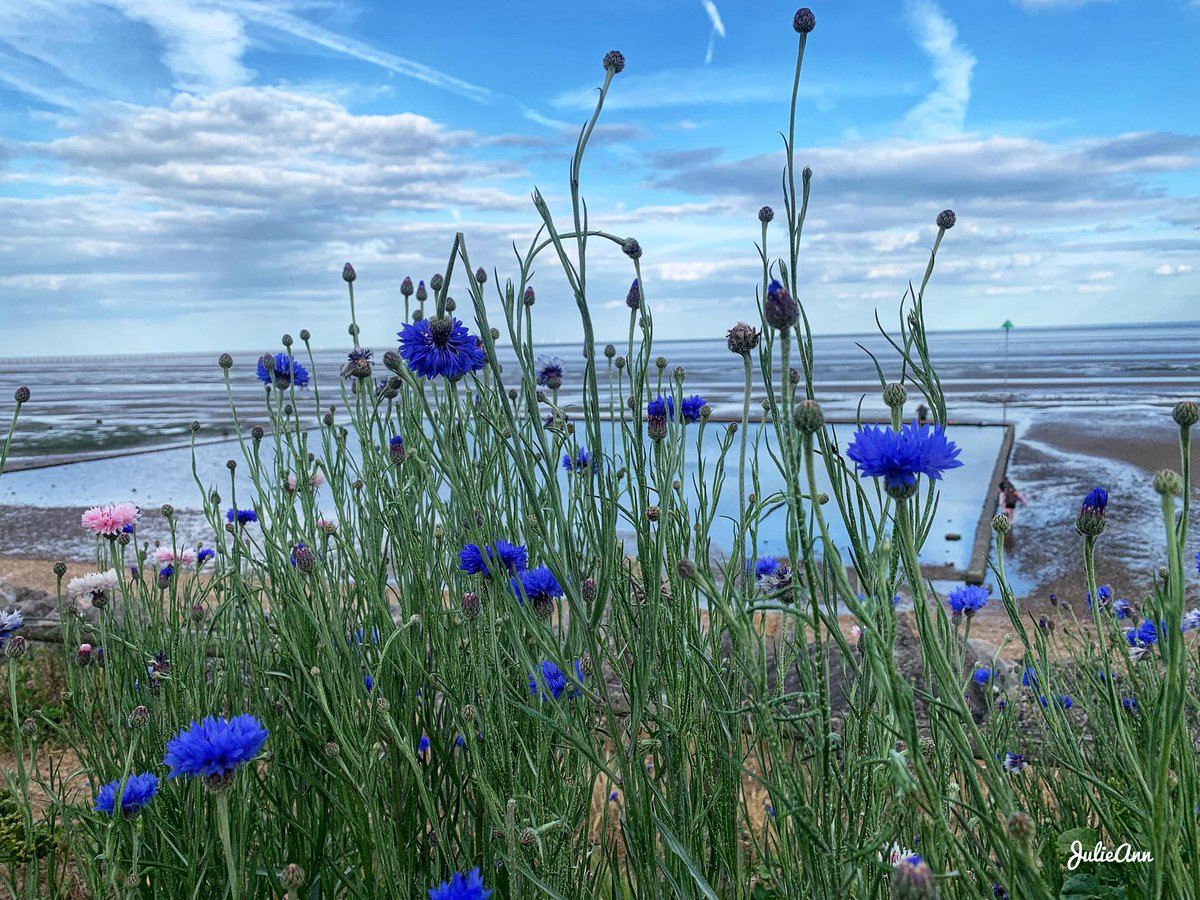 Shoeburyness East Beach by Julie Ann .🏖️