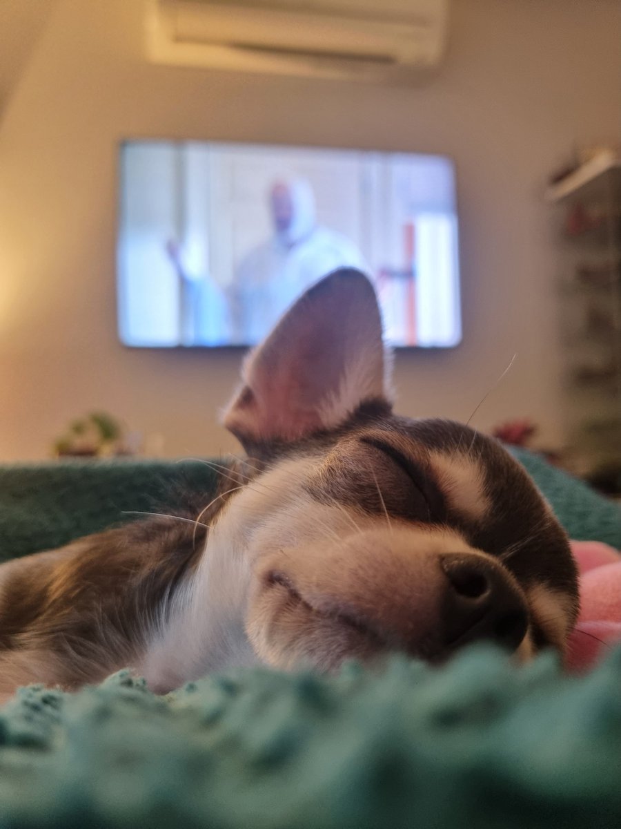 hanny 🐴🍝 tweet media