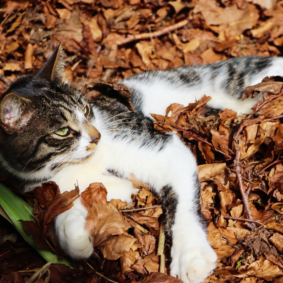 sjc_access's tweet image. ☀️Happy bank holiday & half term -
hope you find time to chill out like Baylie!
#bankholidayfun
#halftermholidays
#chilltime
#downtime
#collegecats
#sjcinspire