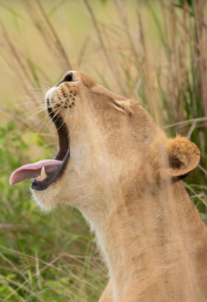 mum Luna tweet media