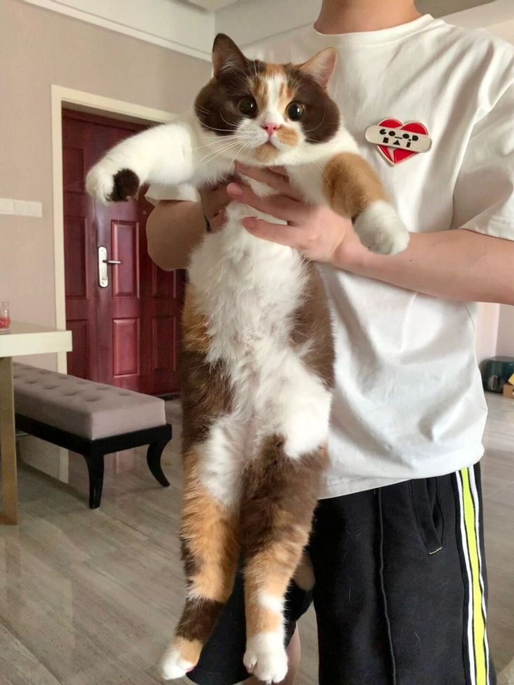 Posts Of Cats (@postsofcats) on Twitter photo 