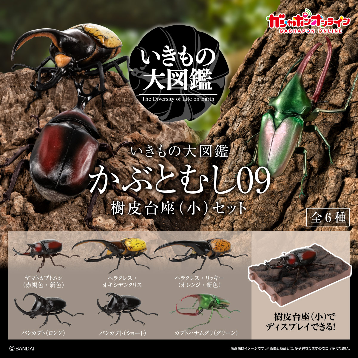 いきもの大図鑑 かぶとむし09 樹皮台座（小）セット （税込650円