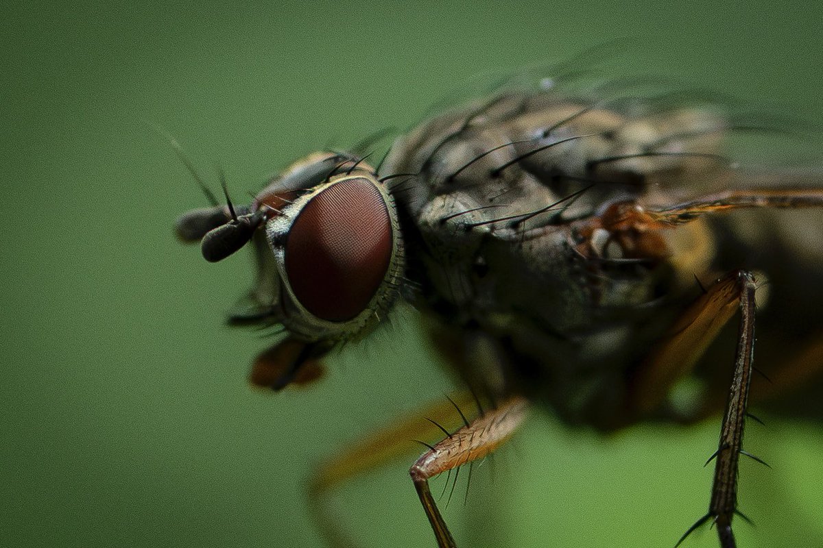 He is always disliked by people. Of course, I don't like him either. However, when I took a picture of him and enlarged it, I was surprised at the beauty of his eye. Although it was boldly cropped, I was also surprised at the depiction power of my macro lens I always use.