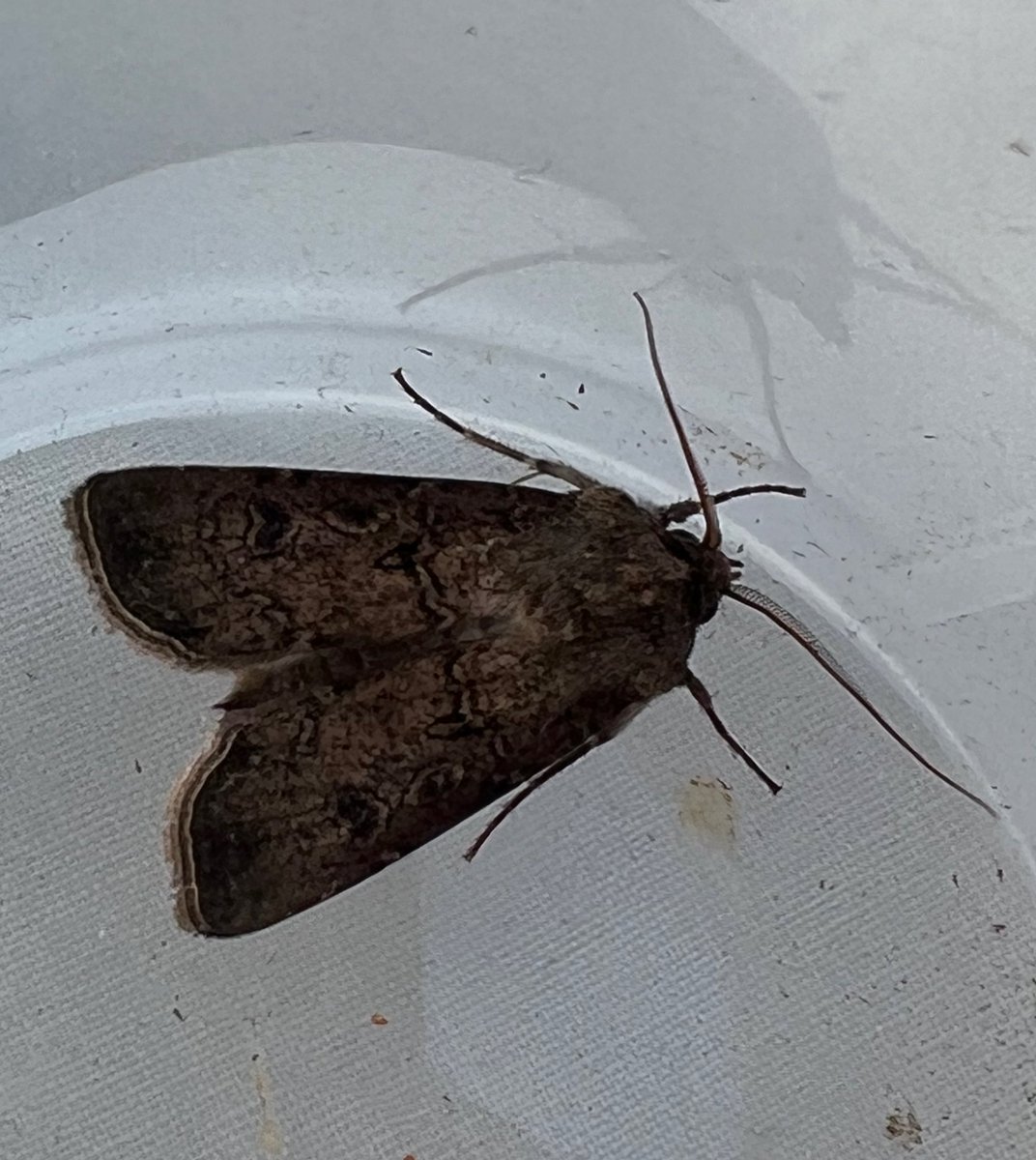 Ruth Newby (@ruth_newby) on Twitter photo Not ideal trapping conditions last night, reflected in low numbers (15:8) but two NFYs: Treble Brown Spot (doesnât usually appear until mid-June) and Turnip. <a href="/pmandrews1973/">Phil Andrews</a> <a href="/ivysuckle/">Ivysuckleđ(the garden reef)đ</a> <a href="/BCWarwickshire/">BC Warwickshire</a> Not ideal trapping conditions last night, reflected in low numbers (15:8) but two NFYs: Treble Brown Spot (doesnât usually appear until mid-June) and Turnip. <a href="/pmandrews1973/">Phil Andrews</a> <a href="/ivysuckle/">Ivysuckleđ(the garden reef)đ</a> <a href="/BCWarwickshire/">BC Warwickshire</a>