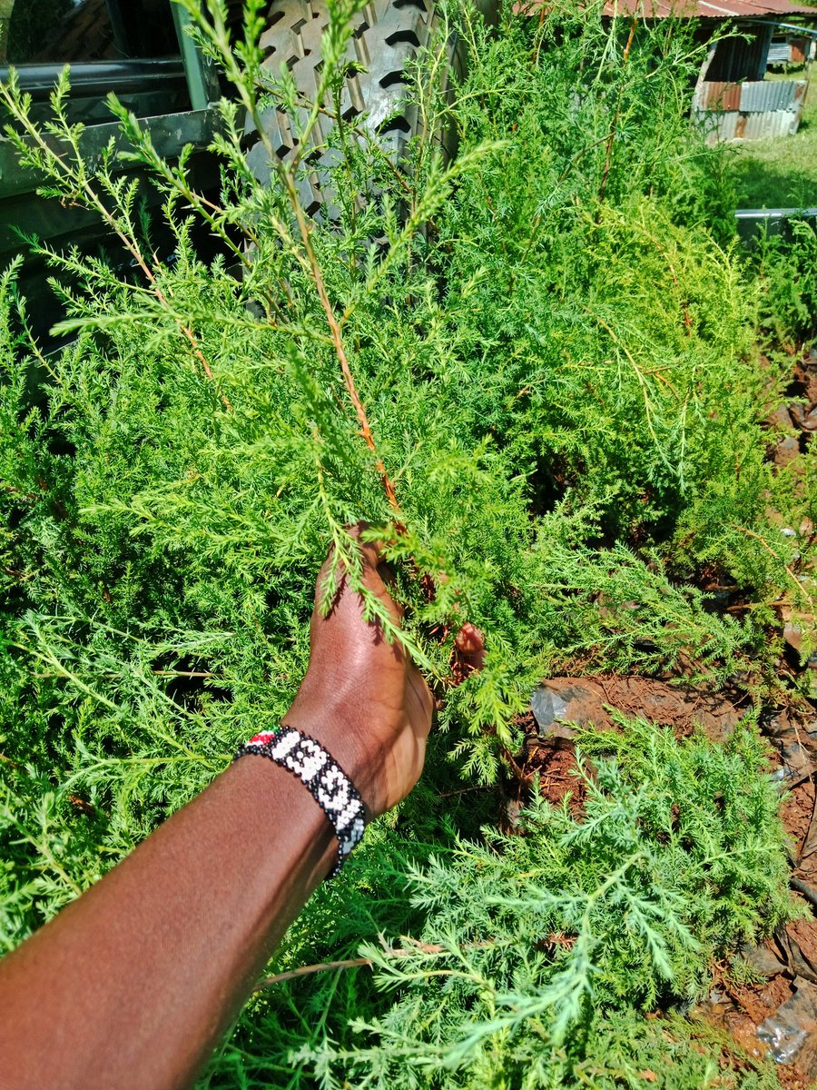 Pleasure to be part of Kericho School Greening program #Schoolgreeningprogram
#ClimateAction #worldenvironmentday2025