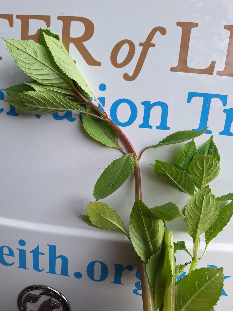 WOLCT's tweet image. A volunteer morning ahead down at Redbraes. 

We'll be hunting the invasive Giant Hogweed and Himalayan balsam on the river banks. Trimming back path edges and litter picking locally.

#MondayMotivation @Edinburgh_CC #inns
