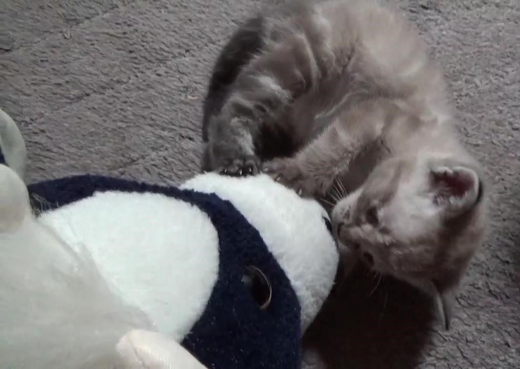 うしくんとかりん