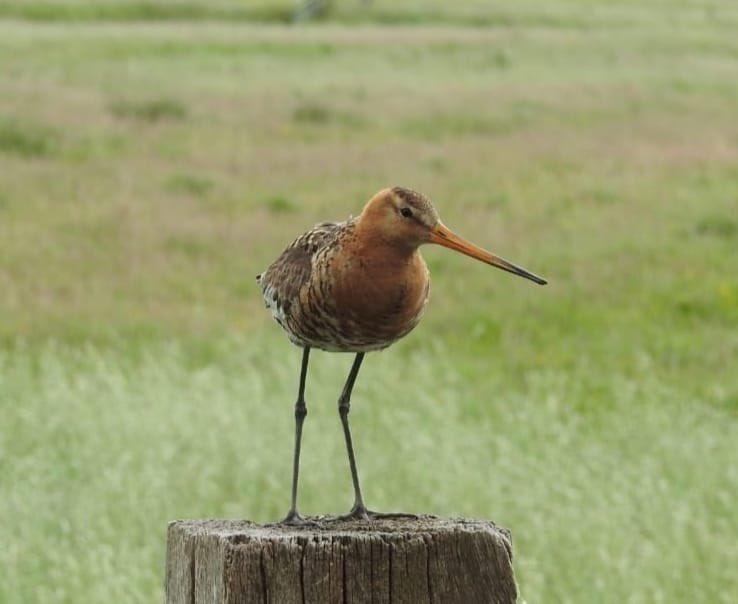 Ruud van Cuijk tweet media