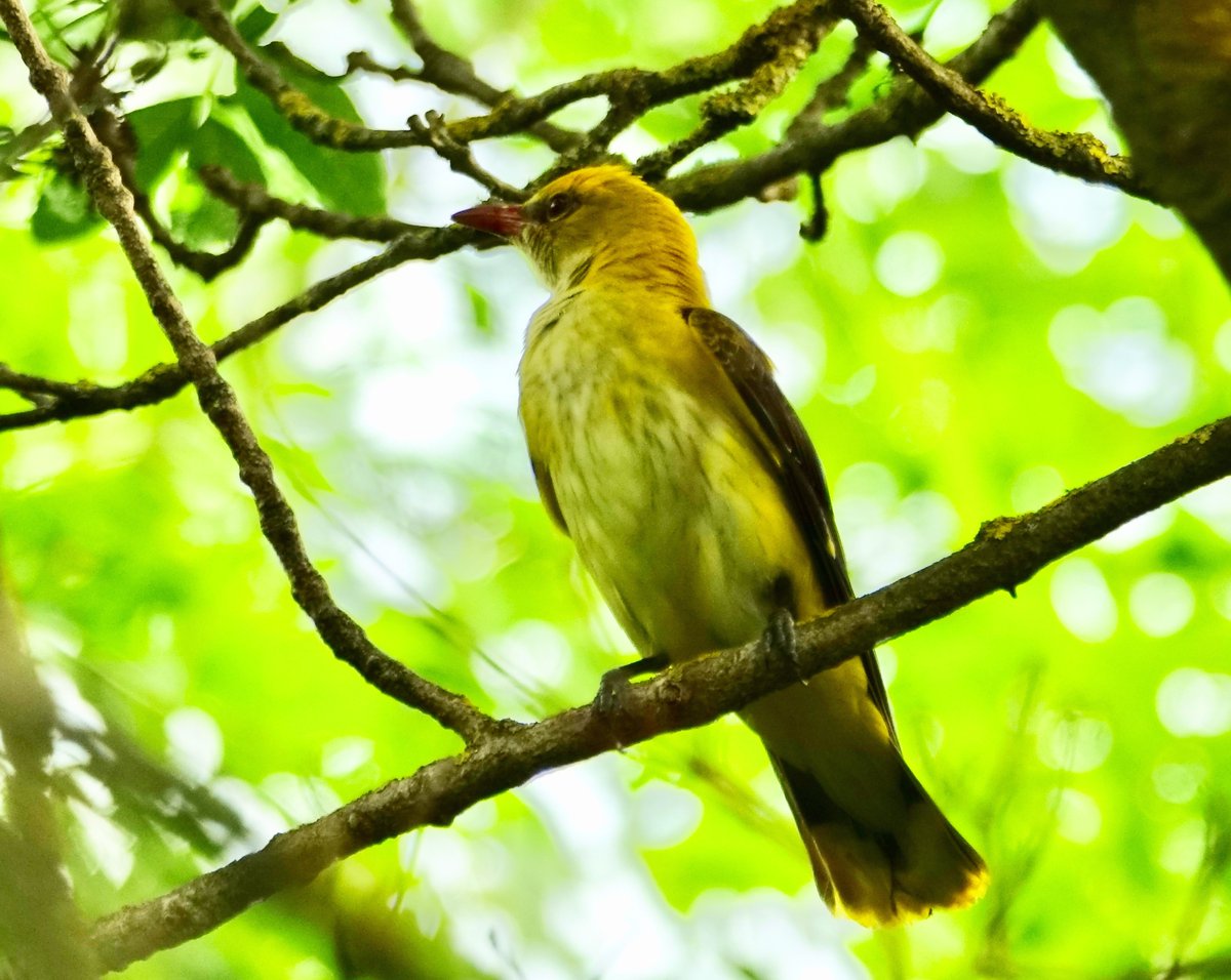 seit jahren werde ich vom pirol verarscht, jetzt ist mir endlich ein brauchbares foto geglückt