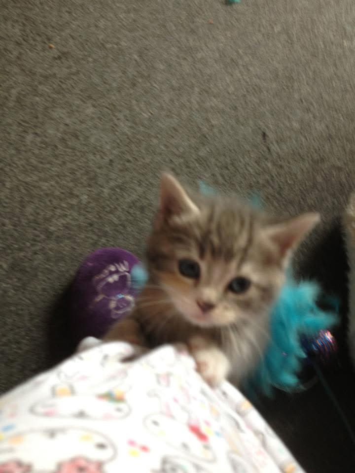 walphie (@ripwalphiepopfe) on Twitter photo dis be baby fleeby! her climin up mummas leg! silly fleeby xx dis be baby fleeby! her climin up mummas leg! silly fleeby xx